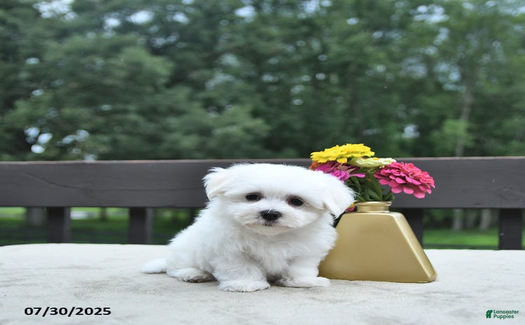 Maltese dogs for sale - Ad 2