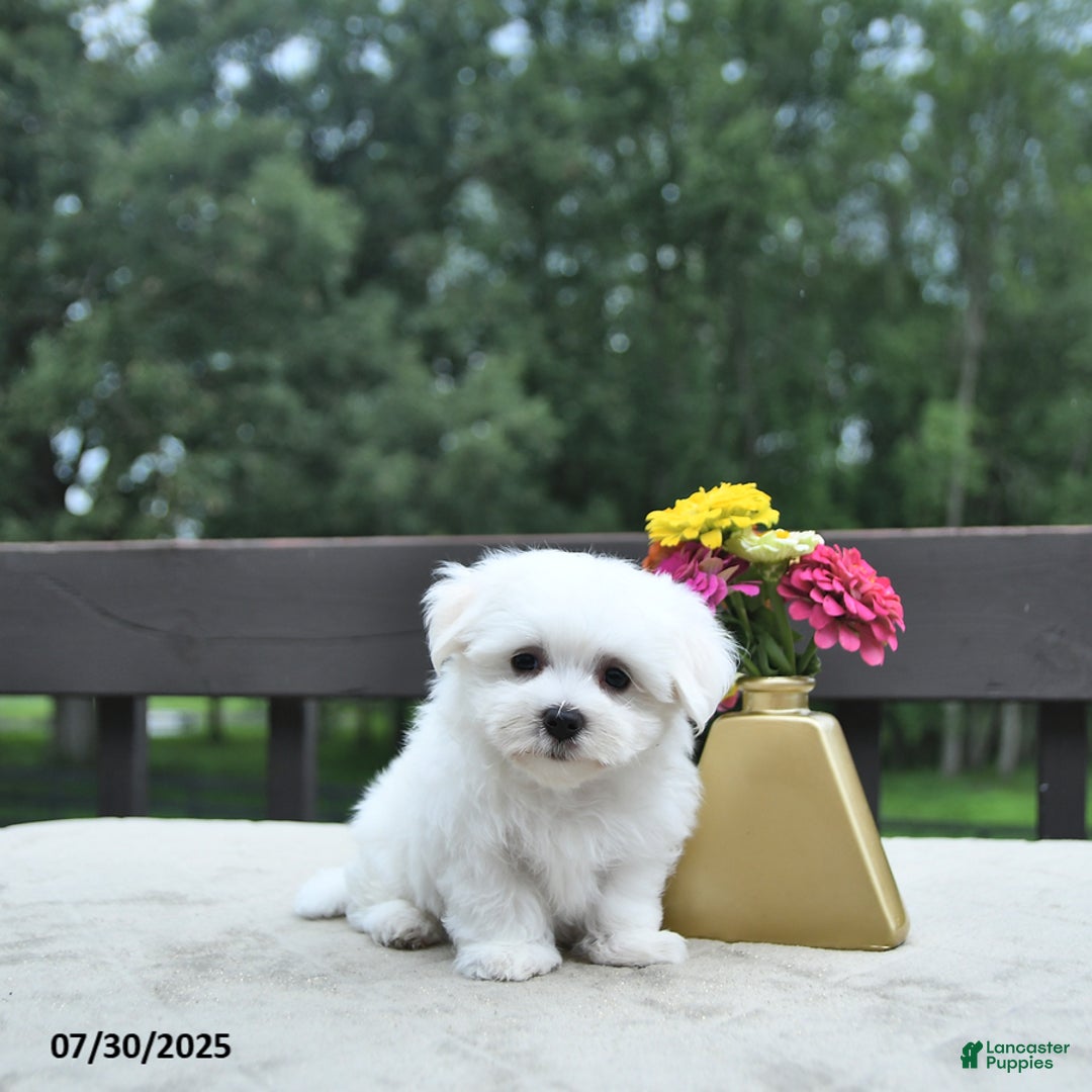 Maltese dogs for sale: Titus - Image 1