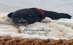 Australian Shepherd dogs for sale: Rosemary - Image 2