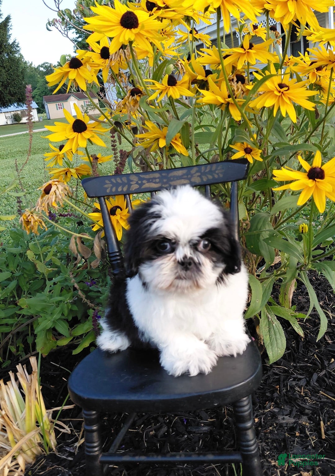 Shih Tzu dogs for sale: Star - Image 3