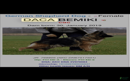 German Shepherd dogs for sale: Harley - Image 3
