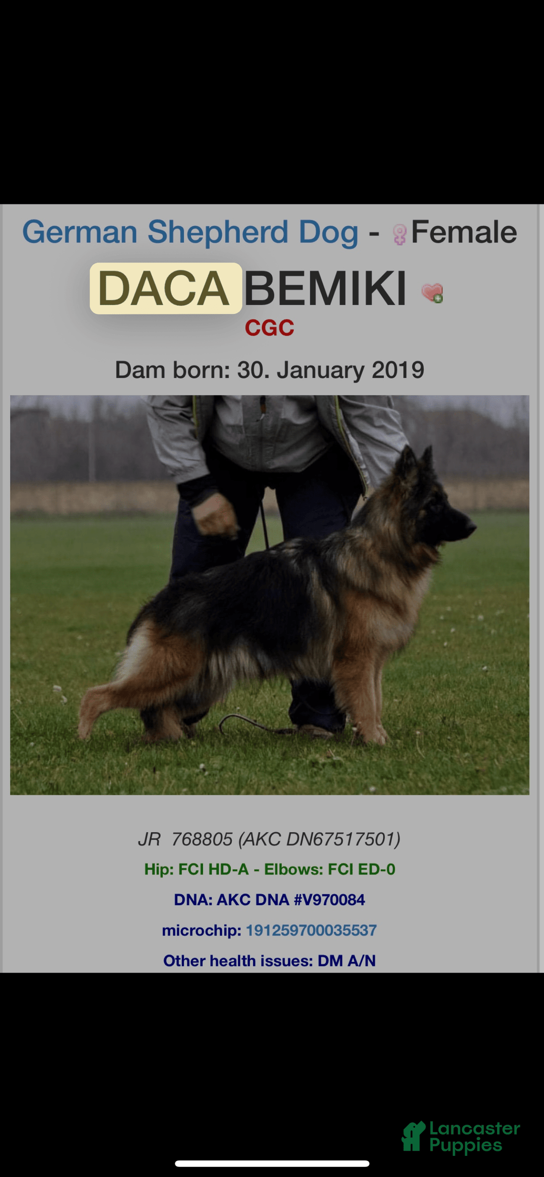 German Shepherd dogs for sale: Harley - Image 3