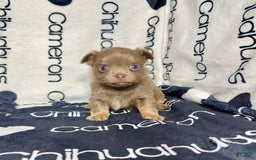 Chihuahua dogs for sale: Tobias Lavender Long Coat - Image 24