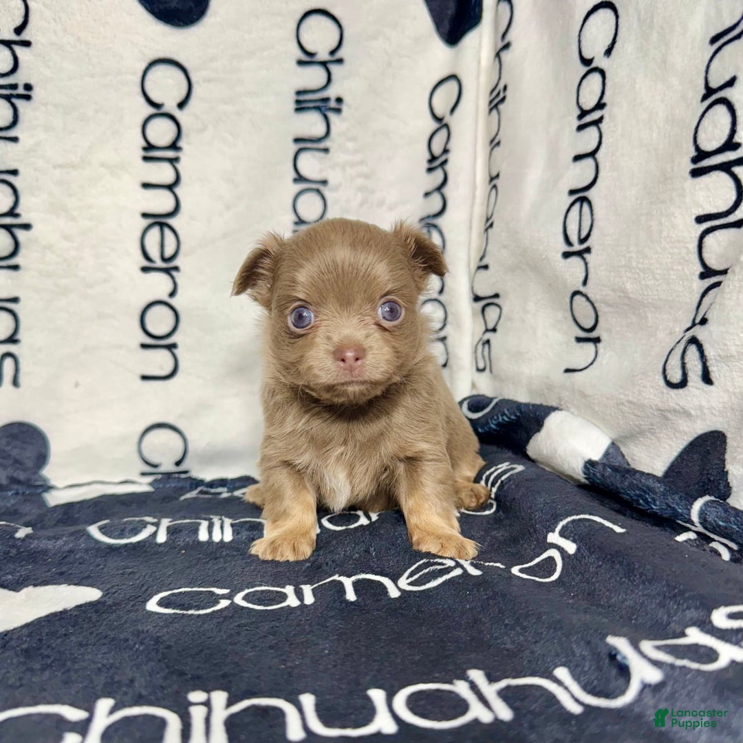 Chihuahua dogs for sale: Tobias Lavender Long Coat - Image 24