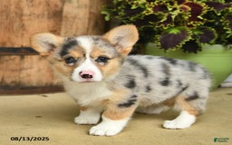 Welsh Corgi Pembroke dogs for sale: Sage - Image 3