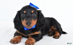 Miniature Dachshund dogs for sale: Teddy - Image 1