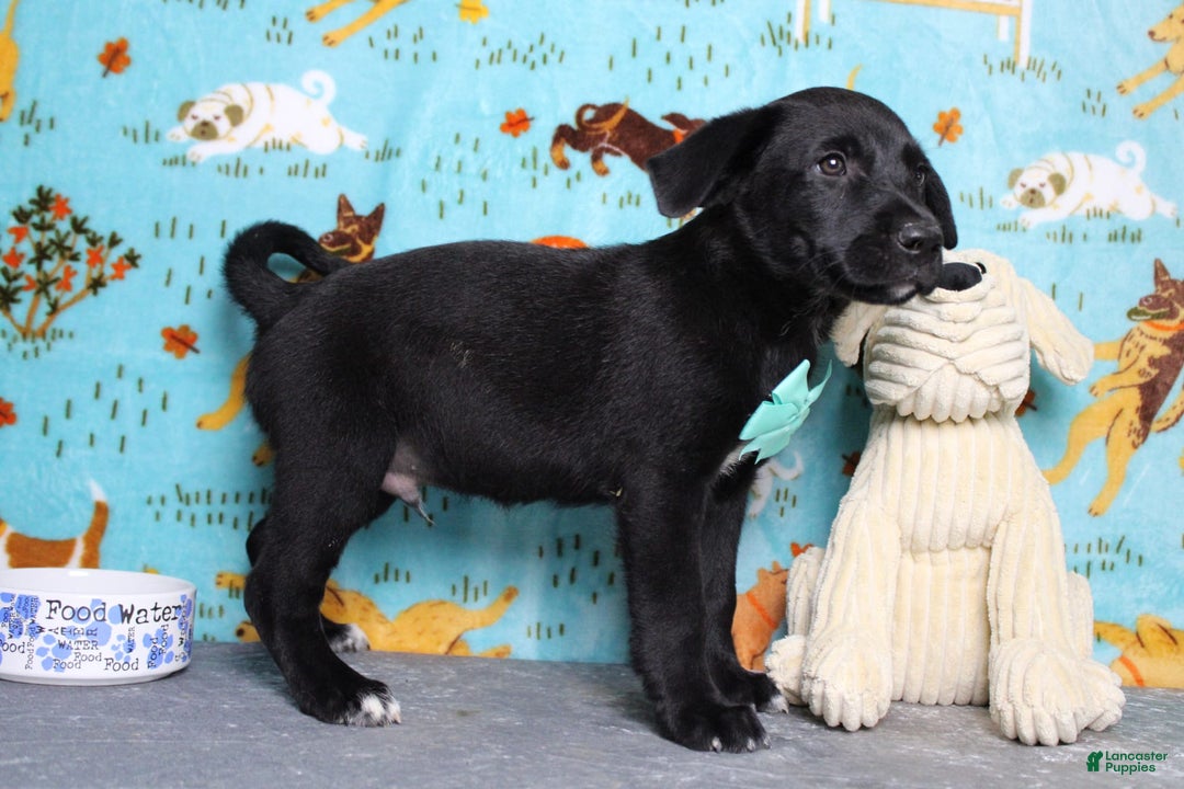 Labrador Retriever dogs for sale: Obsidian - Image 24