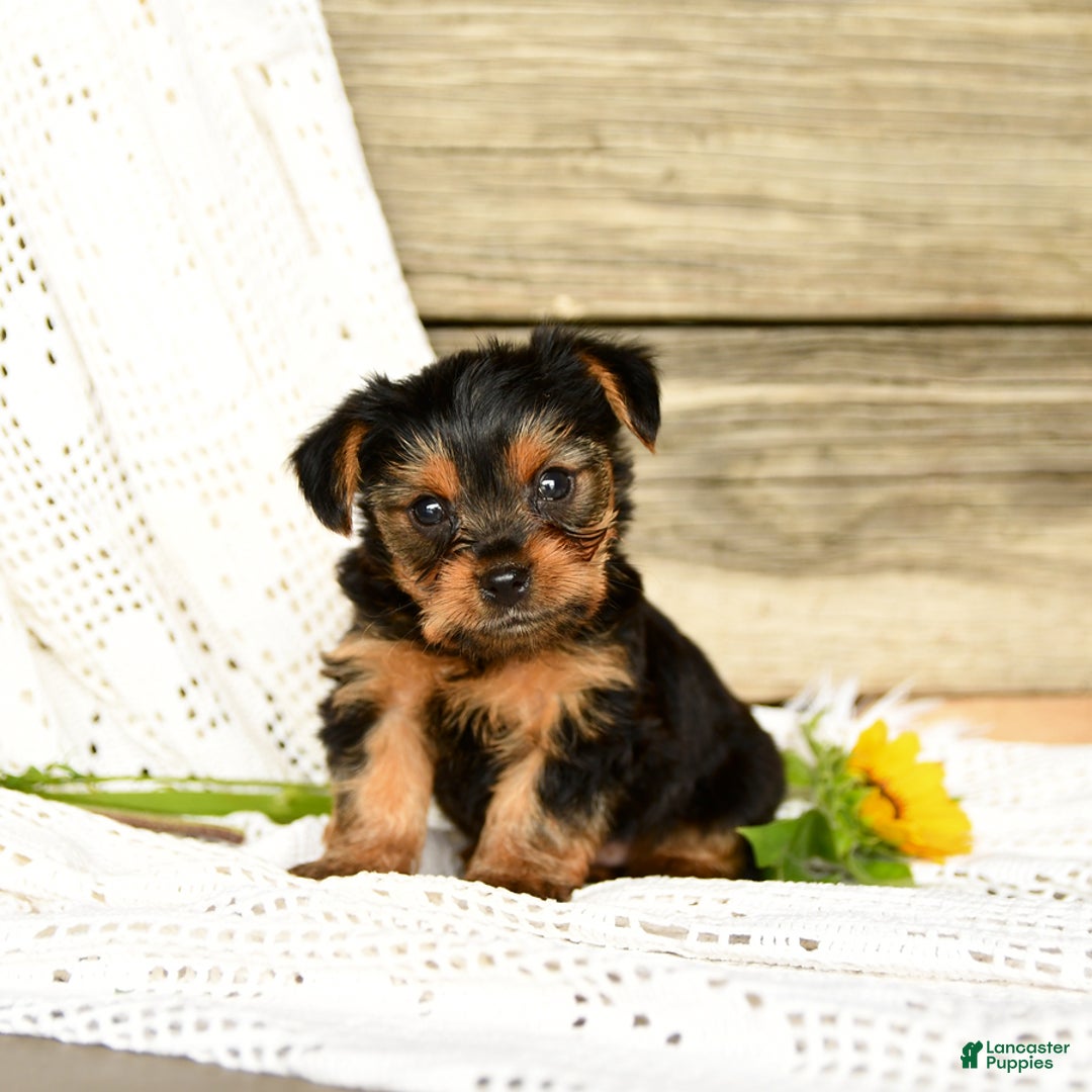 Yorkshire Terrier dogs for sale: Lucky - Image 1