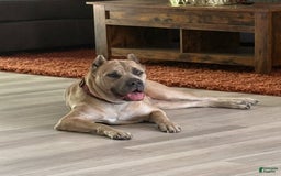 Cane Corso dogs for sale: Snoopy - Image 4