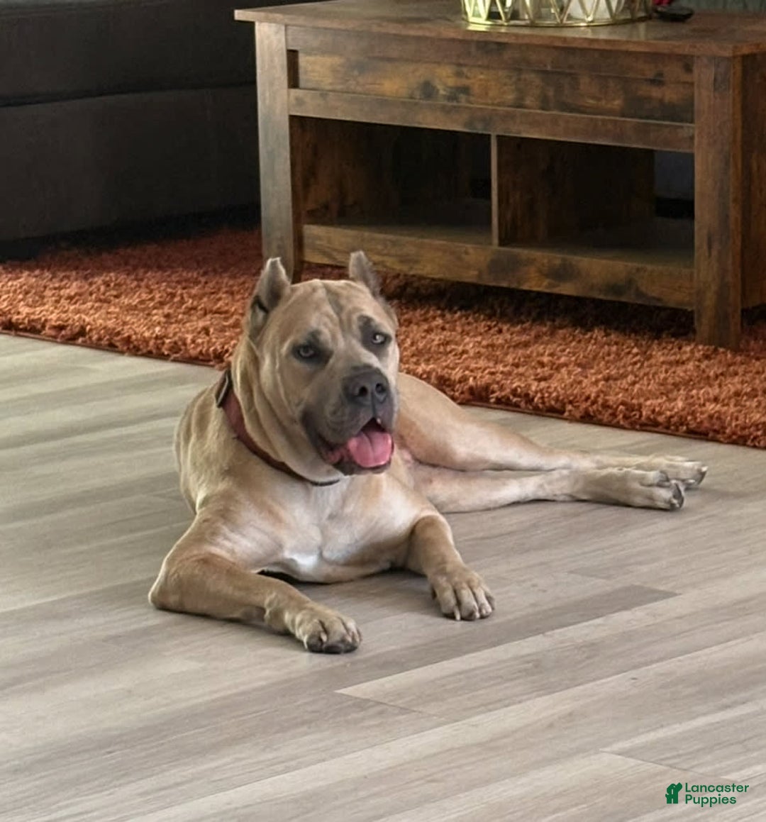 Cane Corso dogs for sale: Snoopy - Image 4