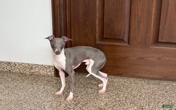 Italian Greyhound dogs for sale: Clayton - Image 4