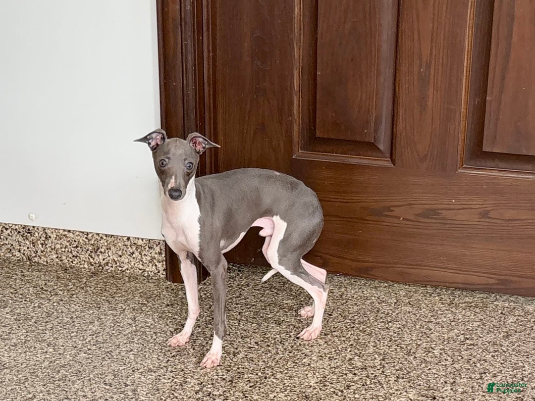 Italian Greyhound dogs for sale: Clayton - Image 4