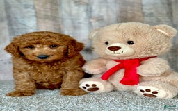 Mini Goldendoodle dogs for sale: Lemon - Image 6