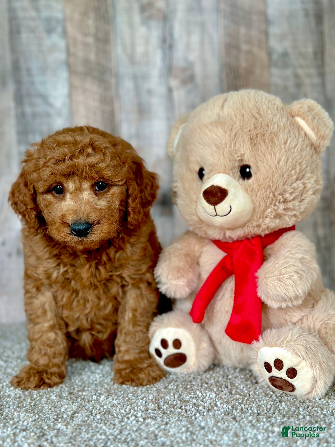 Mini Goldendoodle dogs for sale: Lemon - Image 6