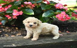 Bichpoo dogs for sale: Adrian - Image 3
