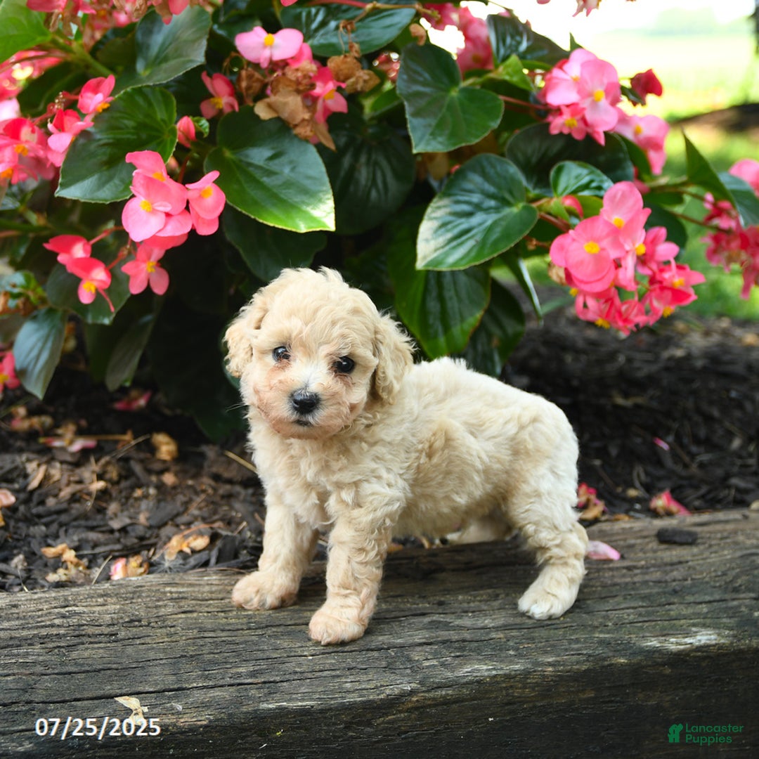 Bichpoo dogs for sale: Adrian - Image 3