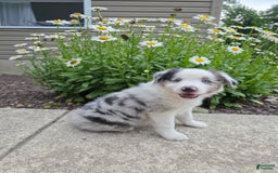 Miniature Australian Shepherd dogs for sale: Cyrus - Image 5