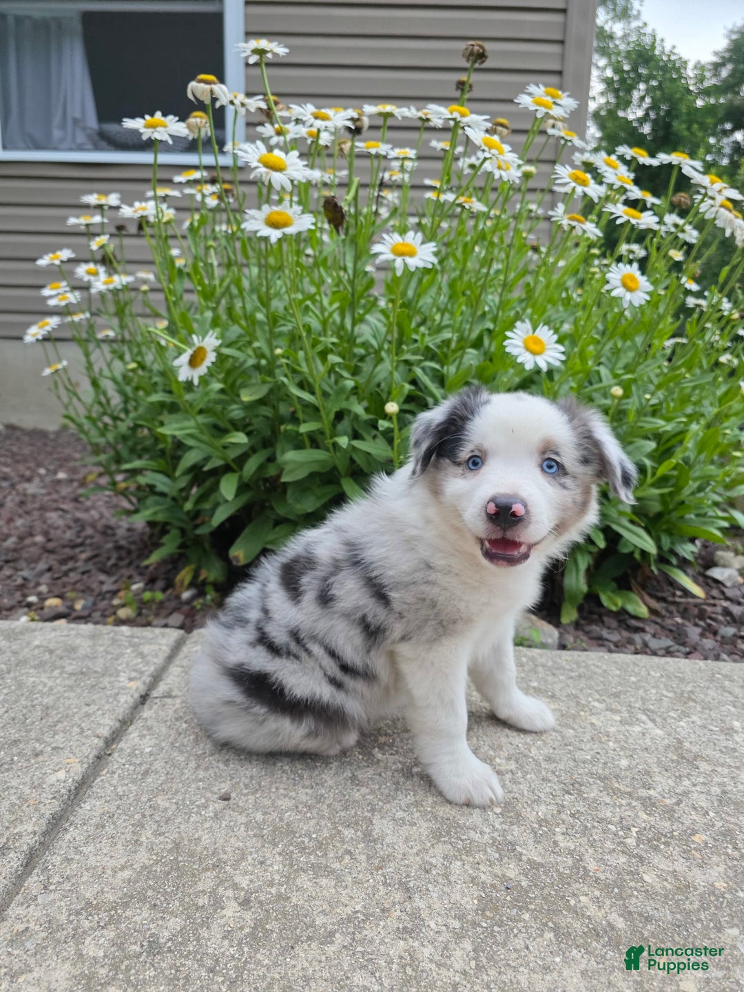 Miniature Australian Shepherd dogs for sale: Cyrus - Image 5