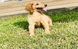 Goldendoodle dogs for sale: Luna - Image 3