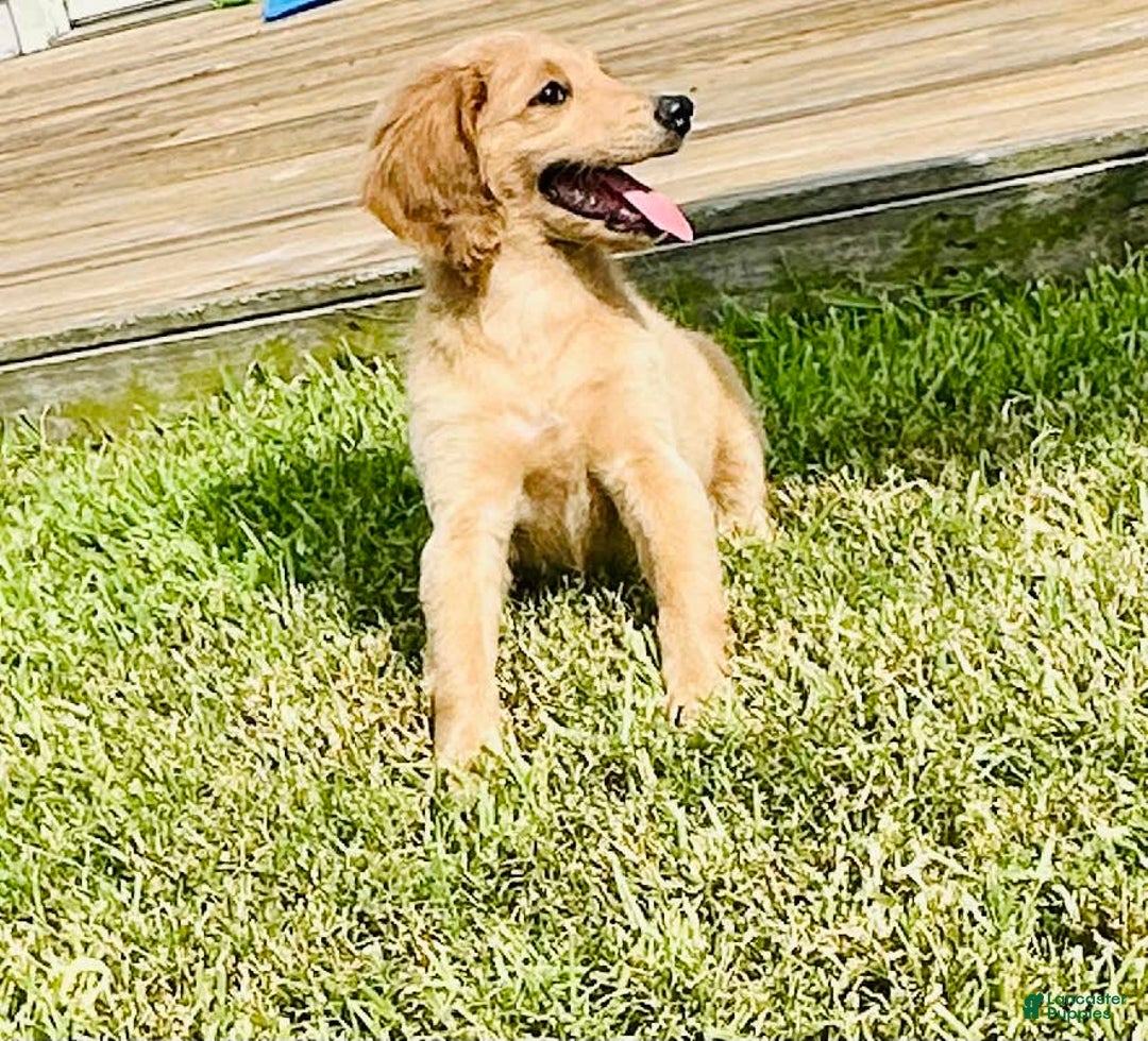 Goldendoodle dogs for sale: Luna - Image 3