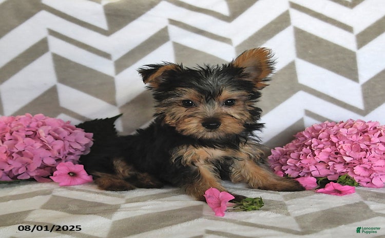Yorkshire Terrier dogs for sale - Ad 1