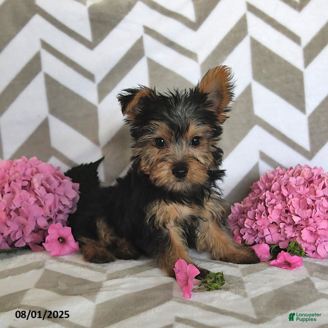 Yorkshire Terrier dogs for sale: Owen - Image 1