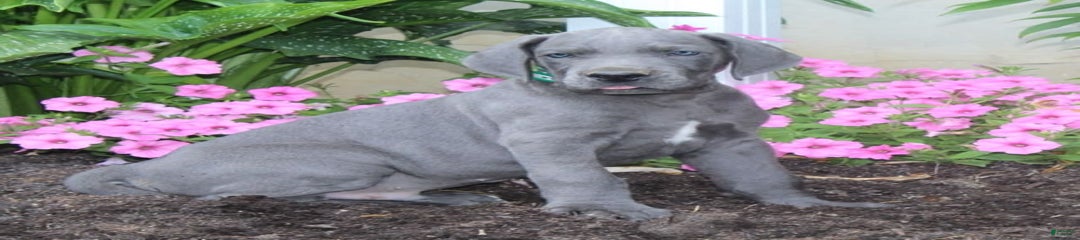 Hank