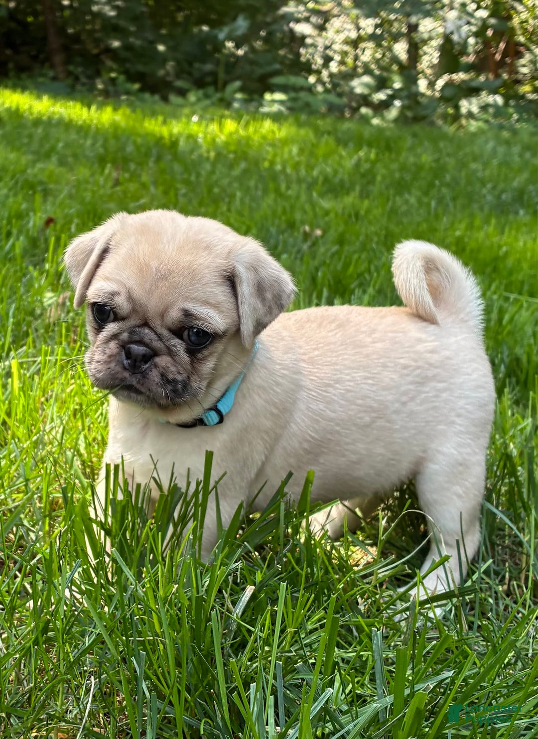 Pug dogs for sale: Pug 4 puppies - Image 21