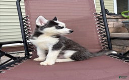 Siberian Husky dogs for sale: Bruno - Image 8