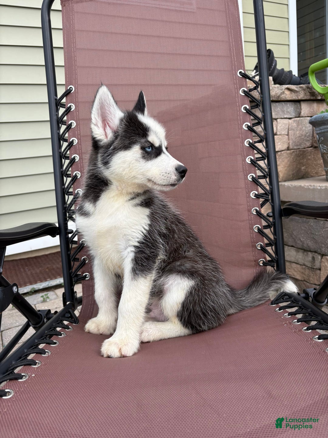 Siberian Husky dogs for sale: Bruno - Image 8
