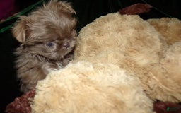 Shih Tzu dogs for sale: Tiny Jasper - Image 12