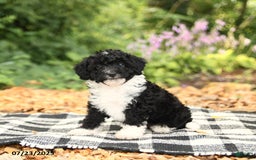 Mini Aussiedoodle dogs for sale: Holland - Image 1