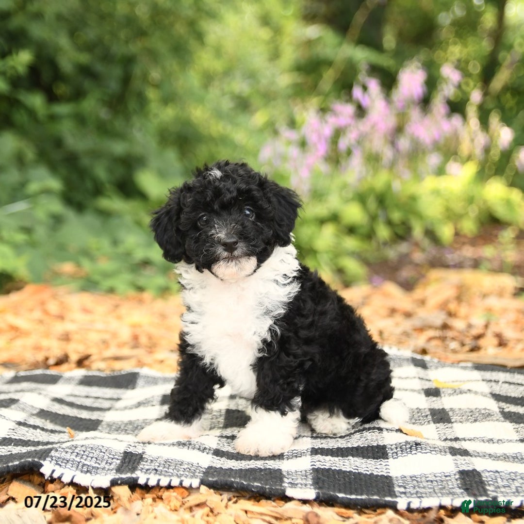 Mini Aussiedoodle dogs for sale: Holland - Image 1