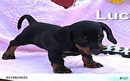 Miniature Dachshund dogs for sale: Lucky - Image 3