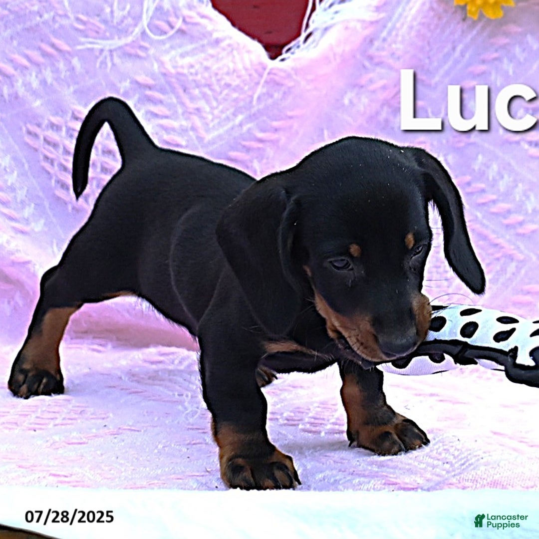 Miniature Dachshund dogs for sale: Lucky - Image 3