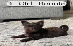 Yorkshire Terrier dogs for sale: Bonnie - Image 2