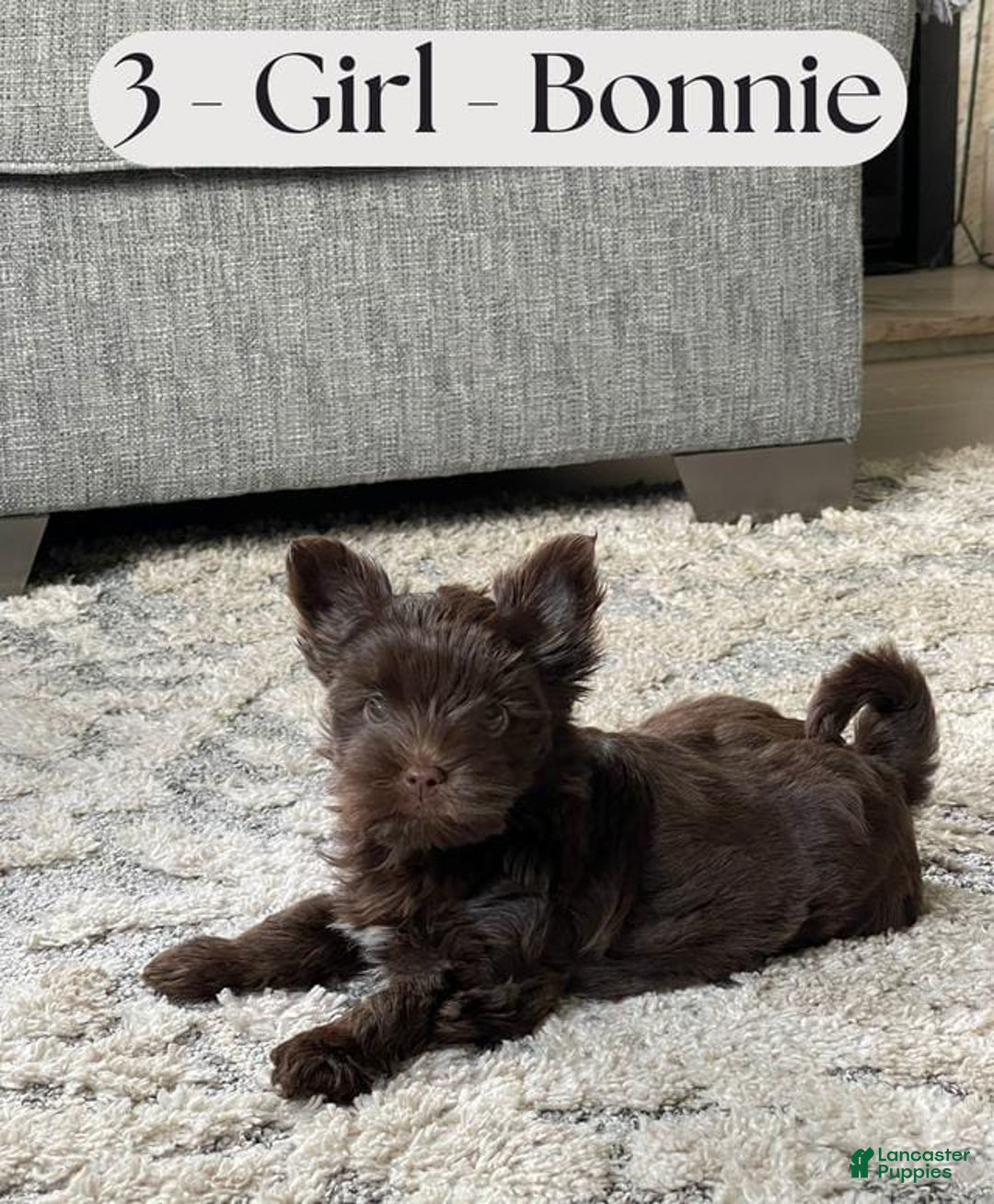 Yorkshire Terrier dogs for sale: Bonnie - Image 2