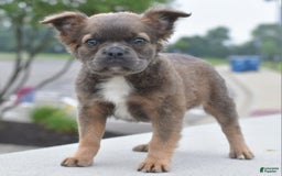 Frenchton dogs for sale: Milo Fluffy - Image 6