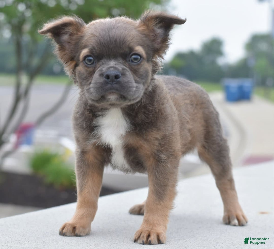 Frenchton dogs for sale: Milo Fluffy - Image 6