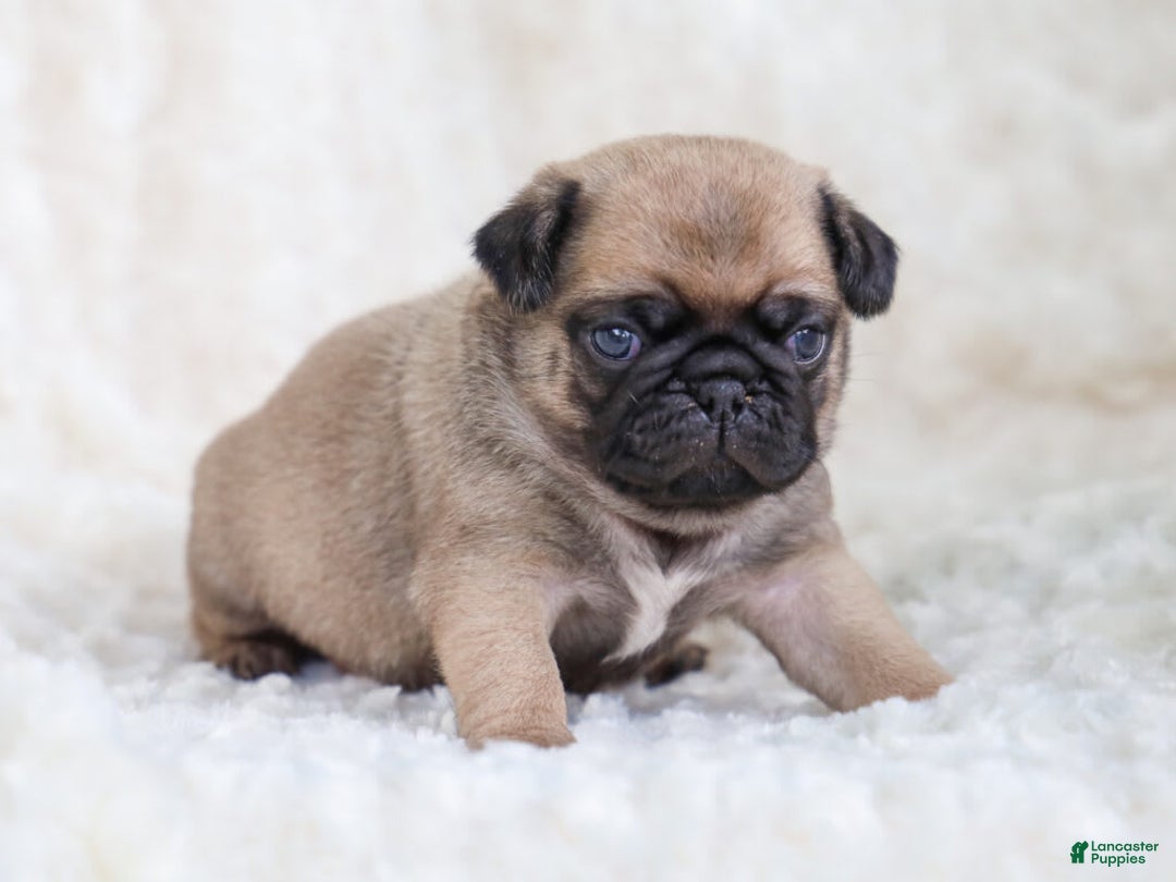 Pug dogs for sale: Mike - Image 2