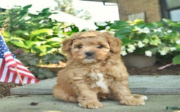 Shihpoo dogs for sale: Kai - Image 5