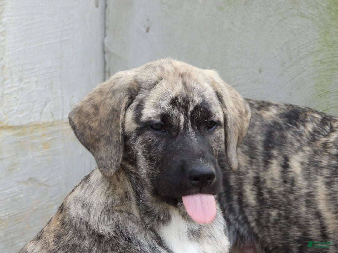 Anatolian Shepherd dogs for sale: Carly - Image 1
