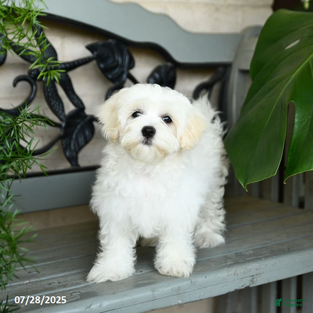Maltese dogs for sale: Freya - Image 5