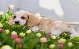 Basset Hound dogs for sale: Benji - Image 1