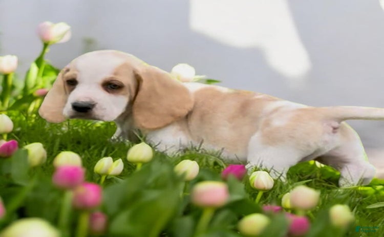 Basset Hound dogs - Advert 24