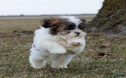 Shihpoo dogs for sale: Anya - Image 3