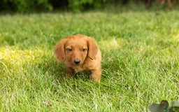 Miniature Dachshund dogs for sale: Millie - Image 5