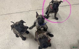 Presa Canario dogs for sale: Rose - Image 5