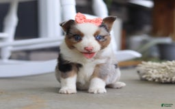 Australian Shepherd dogs for sale: Zoey - Image 2