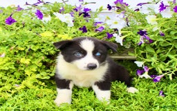 Australian Shepherd dogs for sale: Reba - Image 2
